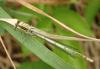 Platycnemis pennipes